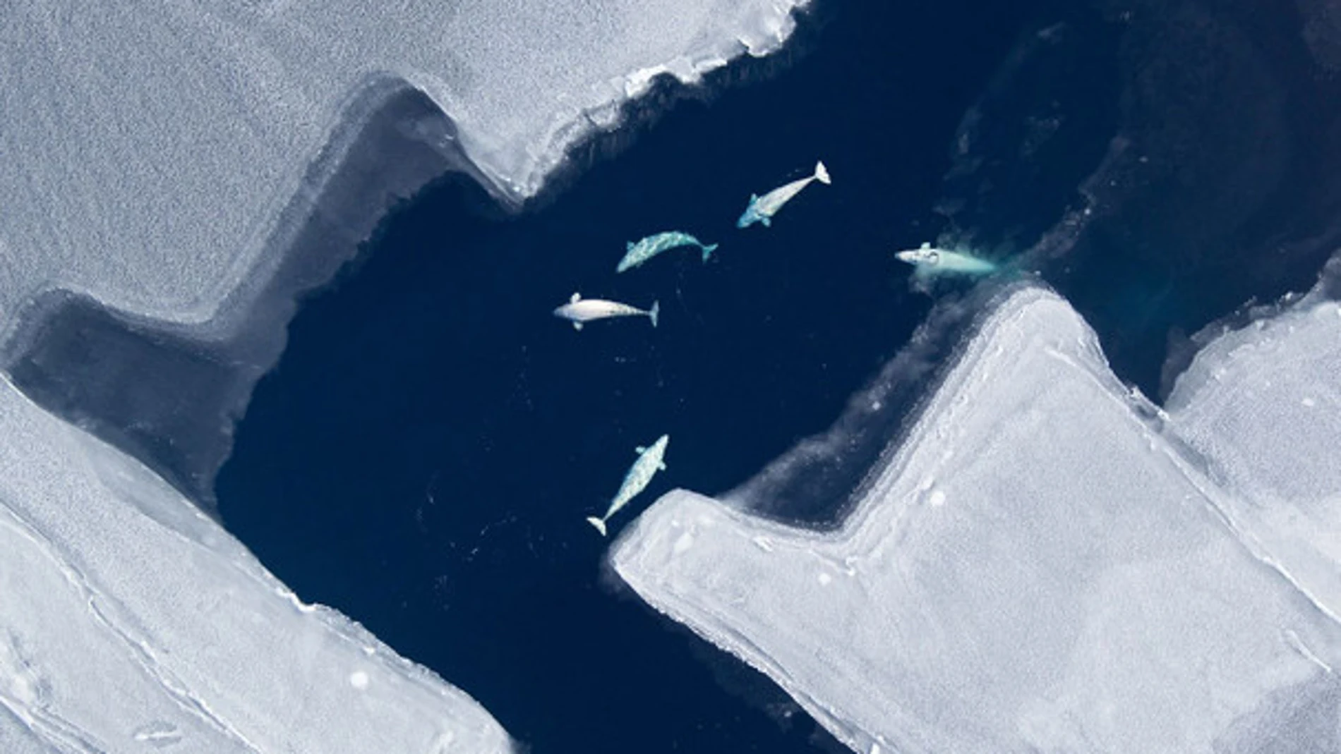 Vista aérea de belugas en el Mar de Chukchi