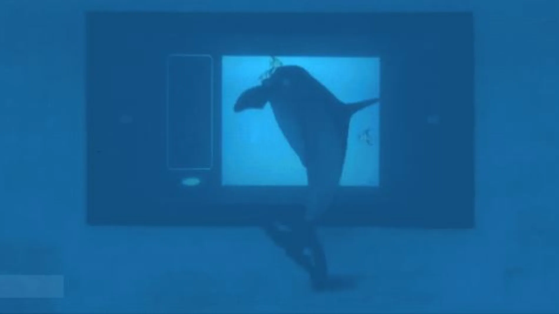 Uno de los delfines reaccionando ante la pantalla