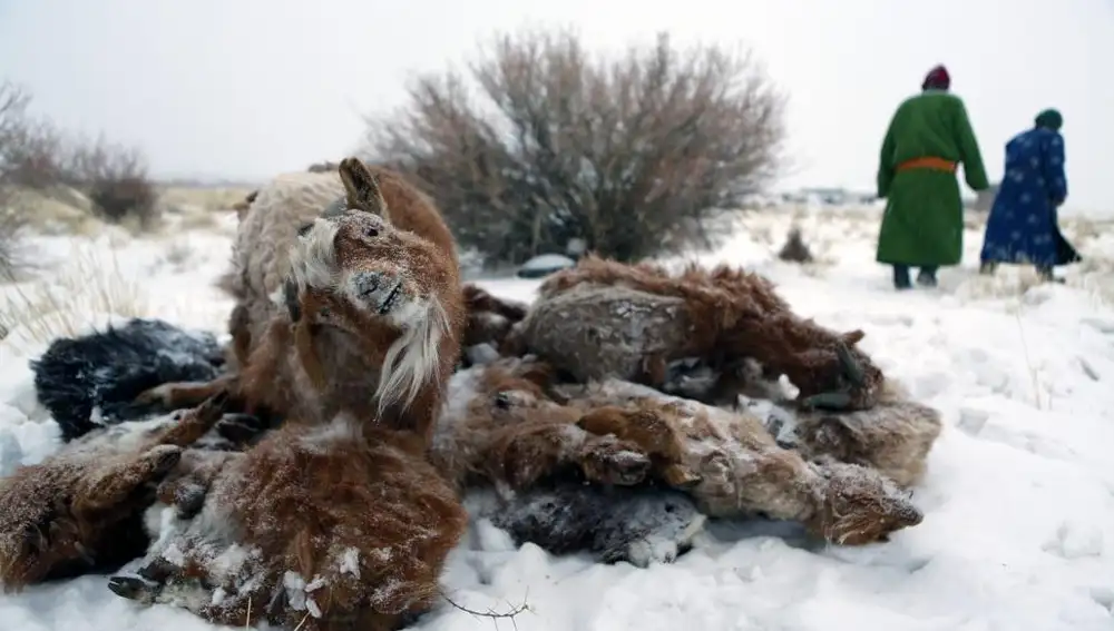 Cientos de miles de animales murieron en 2019 en la provincia occidental de Uvs, en Mongolia, debido al desastre natural llamado dzud o zud, que generó un verano seco seguido por un invierno con mucha nieve, lo que dañó los pastizales