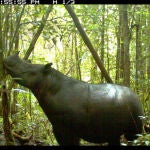 La demanda de cuernos de rinoceronte en la medicina tradicional china ha reducido su número y en la actualidad no existen poblaciones viables fuera de Sumatra