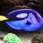 Cada año se capturan de los arrecifes de coral unos 400.000 peces cirujano azul, encarnados por Dory en Buscando a Nemo y la secuela Buscando a Dory