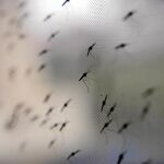 La enfermedad es transmitida a los humanos mediante la picadura del mosquito Anopheles
