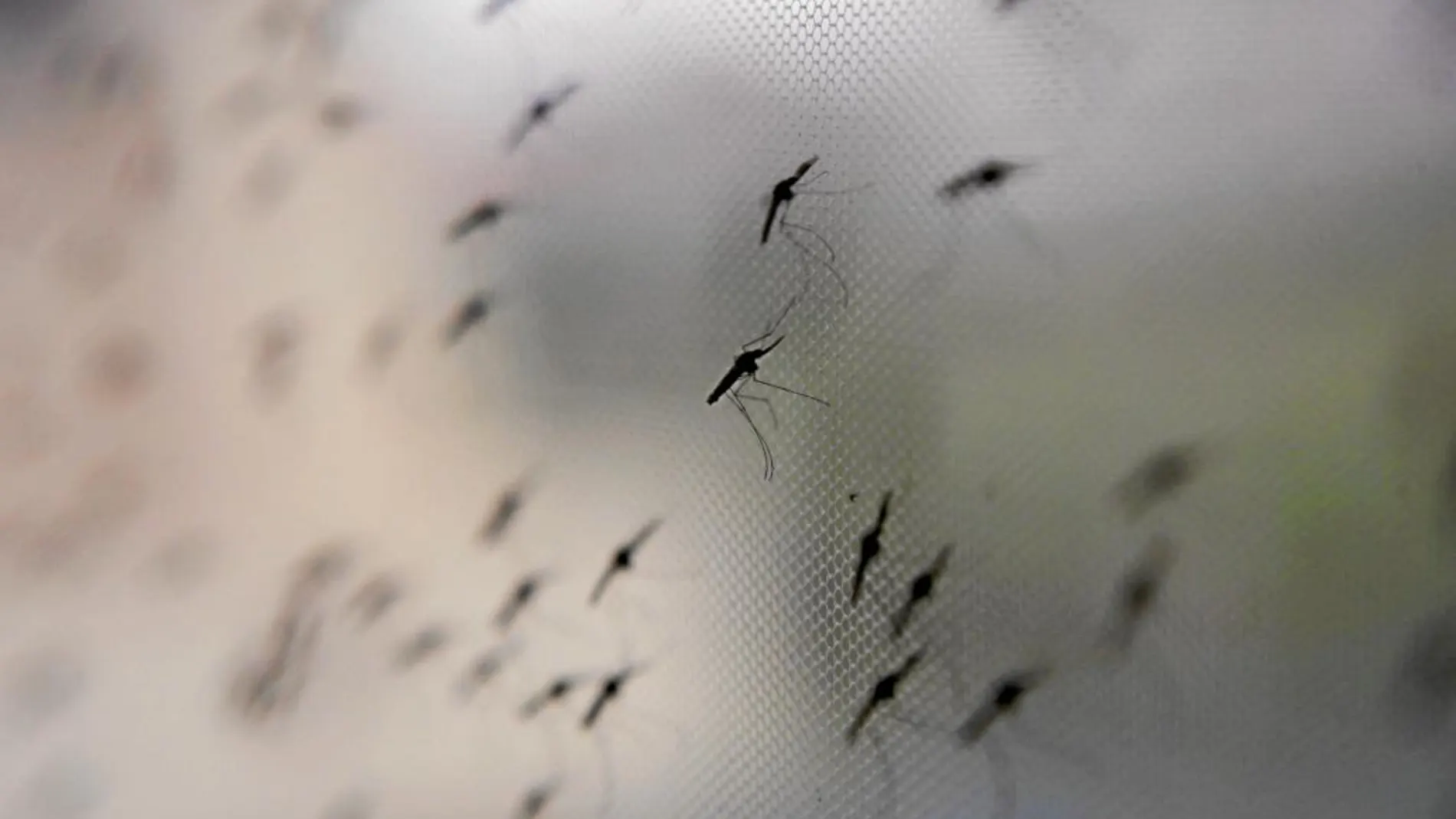 La enfermedad es transmitida a los humanos mediante la picadura del mosquito Anopheles