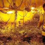 La operación de la Guardia Urbana se desarrolló en el distrito de Sant Martí y terminó con dos arrestados, por tráfico de marihuana