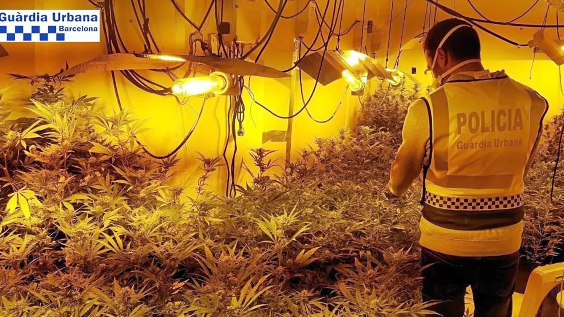 La operación de la Guardia Urbana se desarrolló en el distrito de Sant Martí y terminó con dos arrestados, por tráfico de marihuana