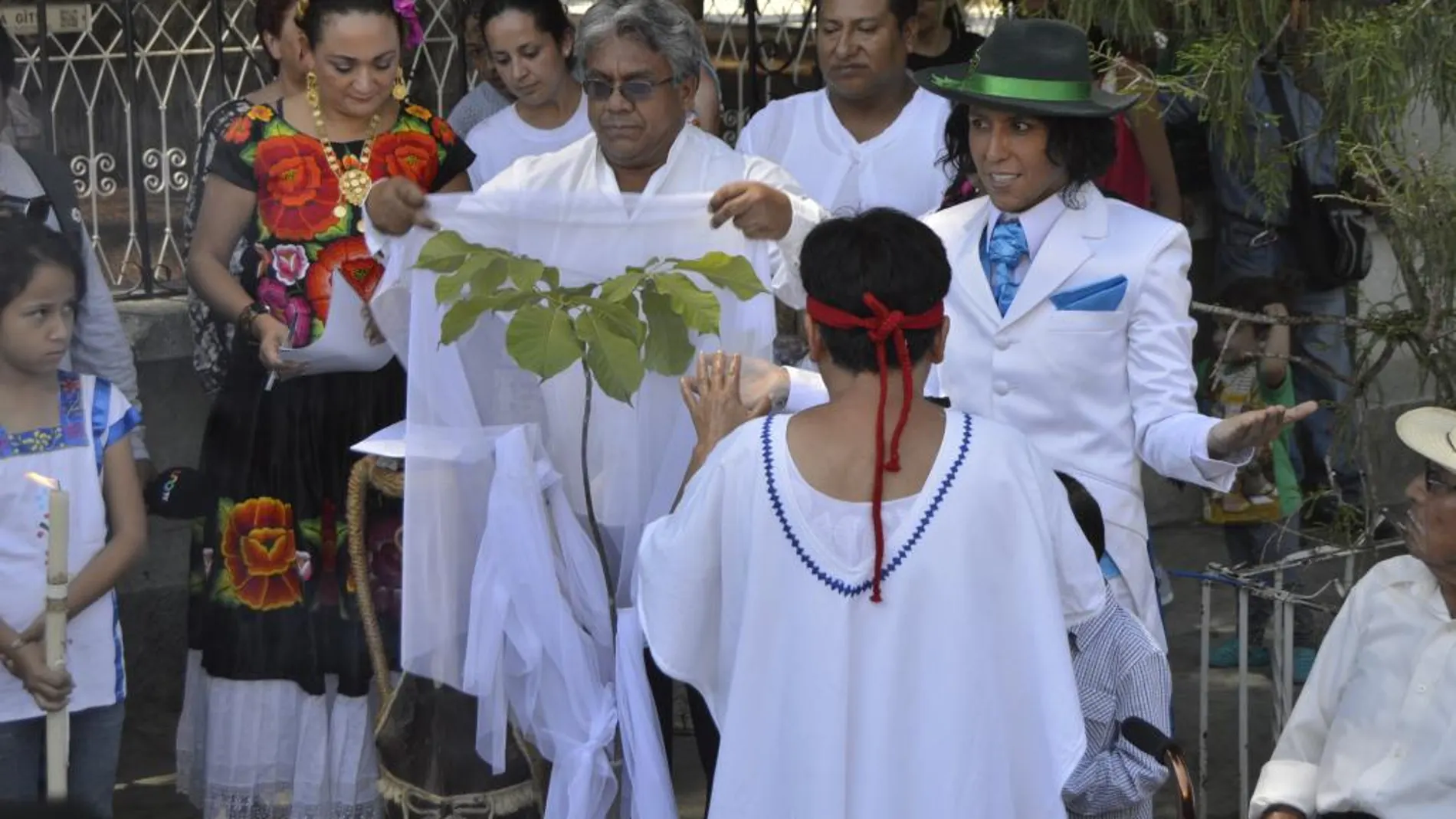 El activista y actor peruano Richard Torres (d) contrae nupcias hoy, domingo 8 de mayo de 2016, con el milenario Árbol del Tule, en el estado mexicano de Oaxaca, en una ceremonia inca donde hubo incienso, granos y caracoles realizada frente a docenas de ecologistas y habitantes de la población de Santa María del Tule, al sur del país. El tronco del árbol posee el diámetro más grande del mundo.