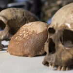 Comparativa de varios cráneos de homínidos hallados en unas excavaciones en Israel | Fuente: EFE