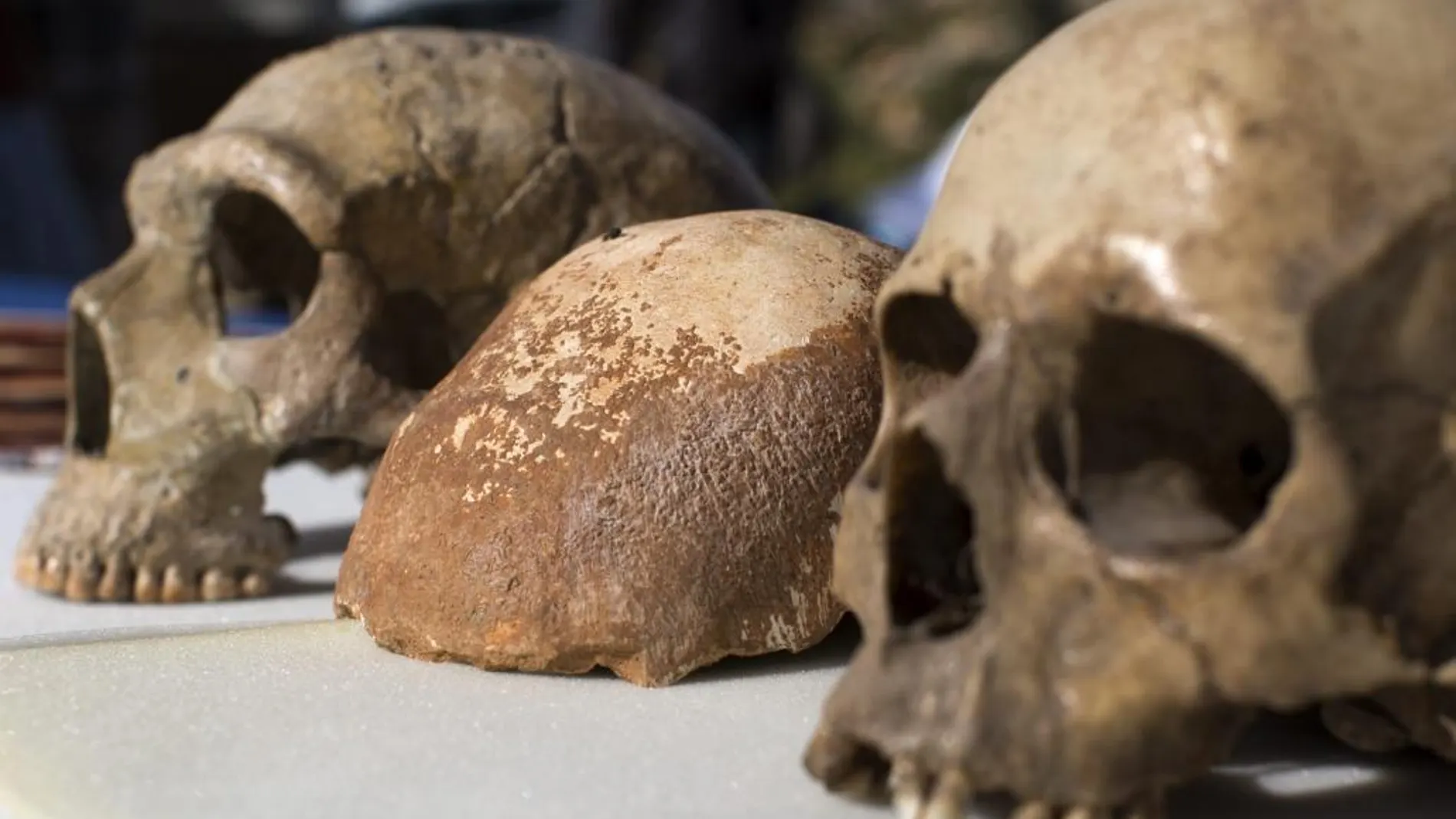 Comparativa de varios cráneos de homínidos hallados en unas excavaciones en Israel | Fuente: EFE
