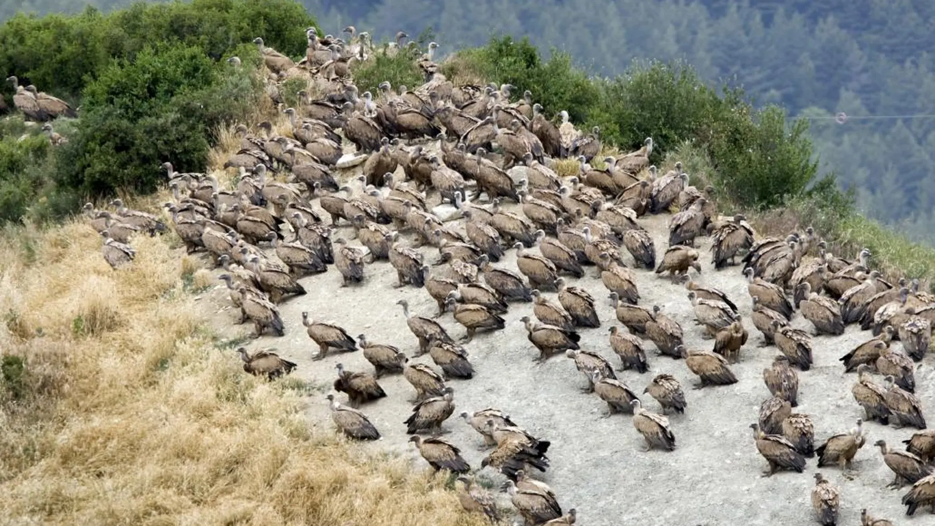 Cerca de 600 buitres leonados esperan la llegada de alimentos en la ladera de un monte de Navarra