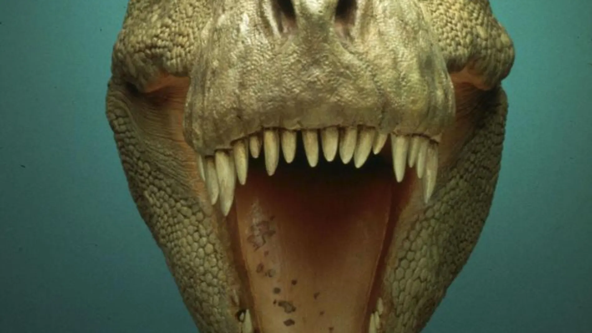 La abertura de la boca en los dinosaurios carnívoros era mayor que en el caso de los herbívoros