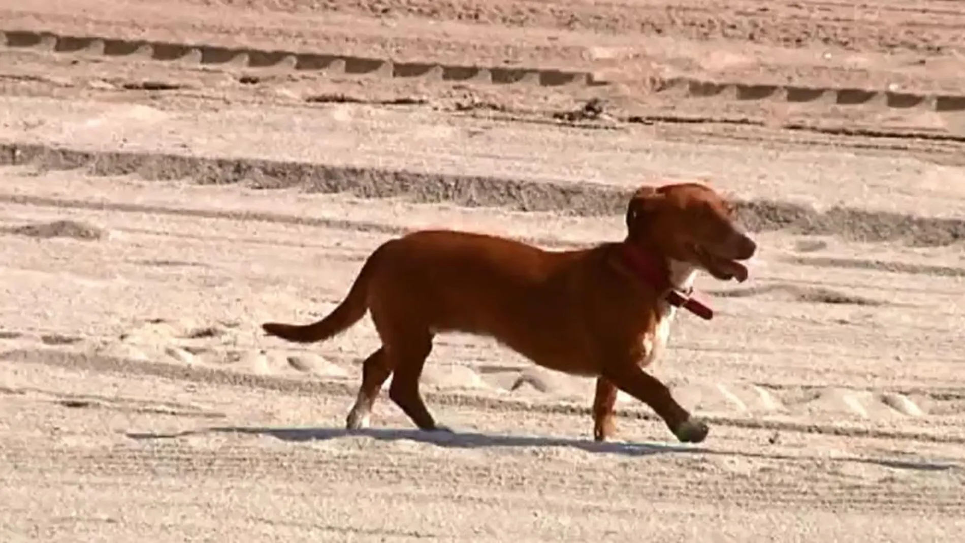 Empieza la temporada de playa y termina la de los perros
