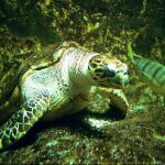 Un ejemplar de tortuga marina