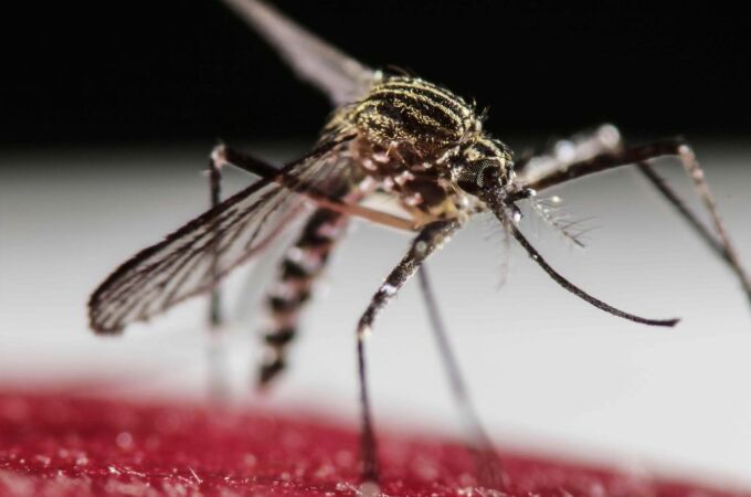 Un mosquito Aedes Aegypti, causante de propagar el dengue, entre otras enfermedades