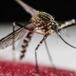 Un mosquito  Aedes Aegypti, causante de propagar el dengue, entre otras enfermedades