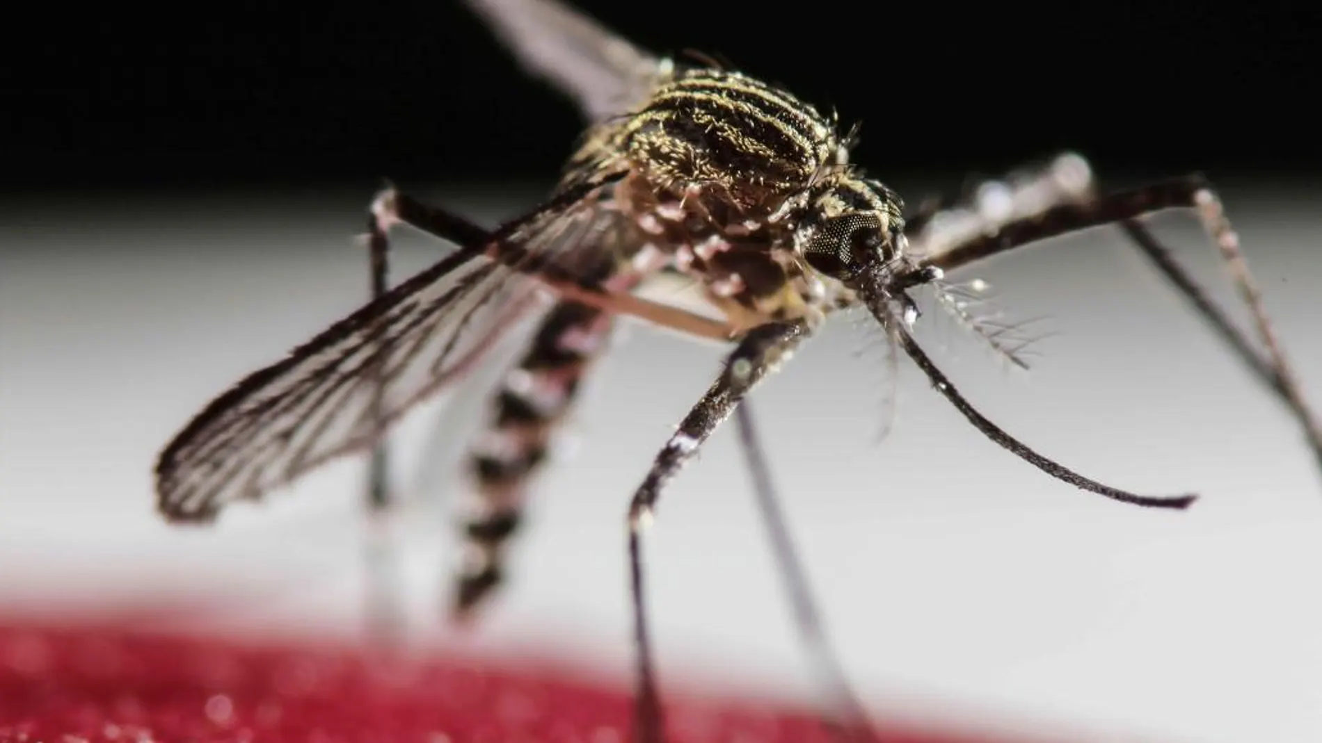 Un mosquito Aedes Aegypti, causante de propagar el dengue, entre otras enfermedades