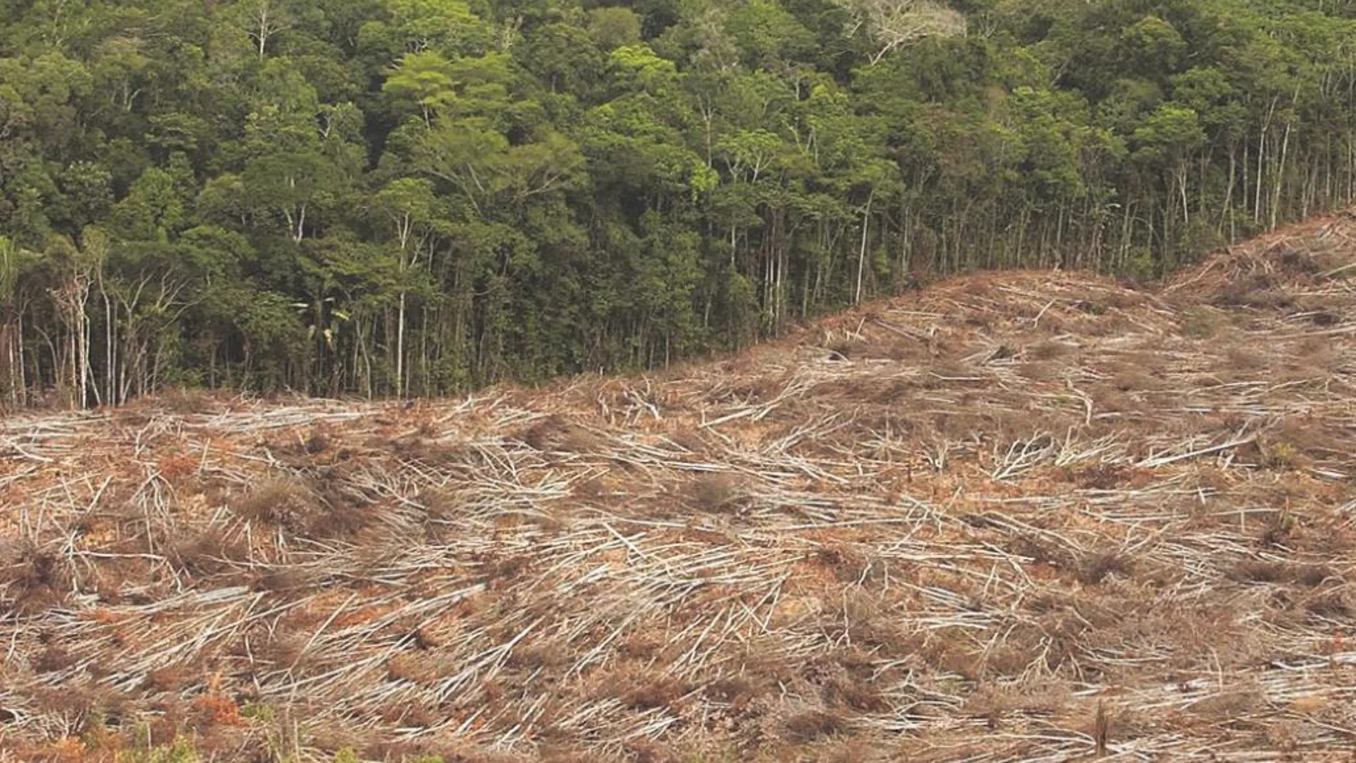 La deforestación es uno de los efectos perniciosos de la sobreexplotación de los cultivos de palma