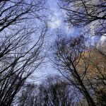 Un bosque de hayas, una de las especies analizadas en el estudio
