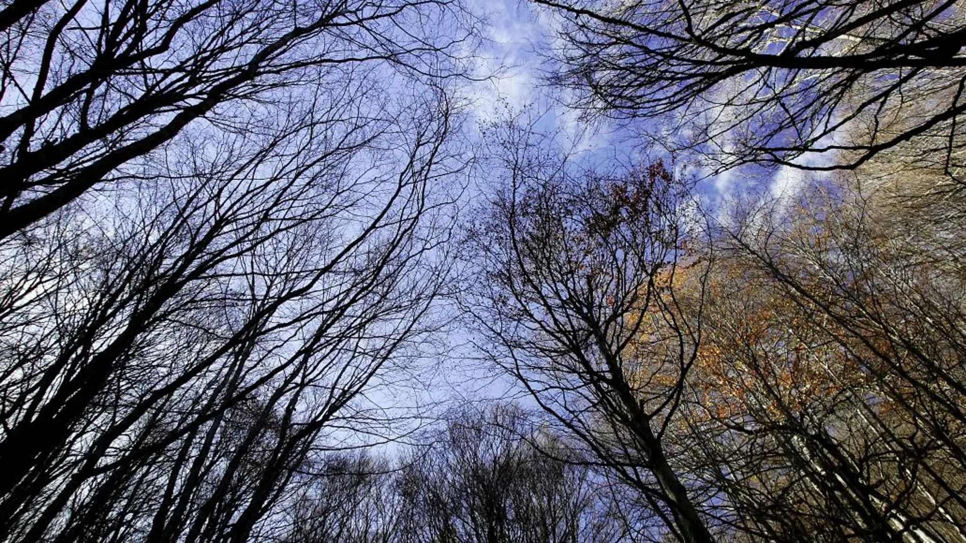Un bosque de hayas, una de las especies analizadas en el estudio