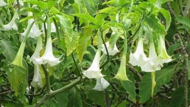 La planta donde se extrae la burundanga