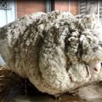 Una oveja carga con 40 kilos de lana