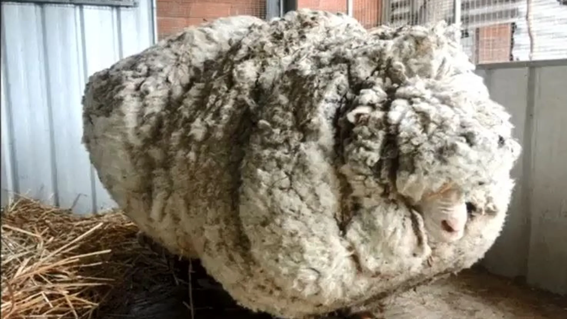 Una oveja carga con 40 kilos de lana