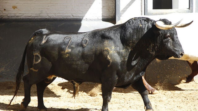 «Fiscal», primer toro de la tarde y con el que Álvaro Lorenzo confirmará la alternativa
