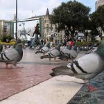 Palomas en la Plaza de Cataluña de Barcelona
