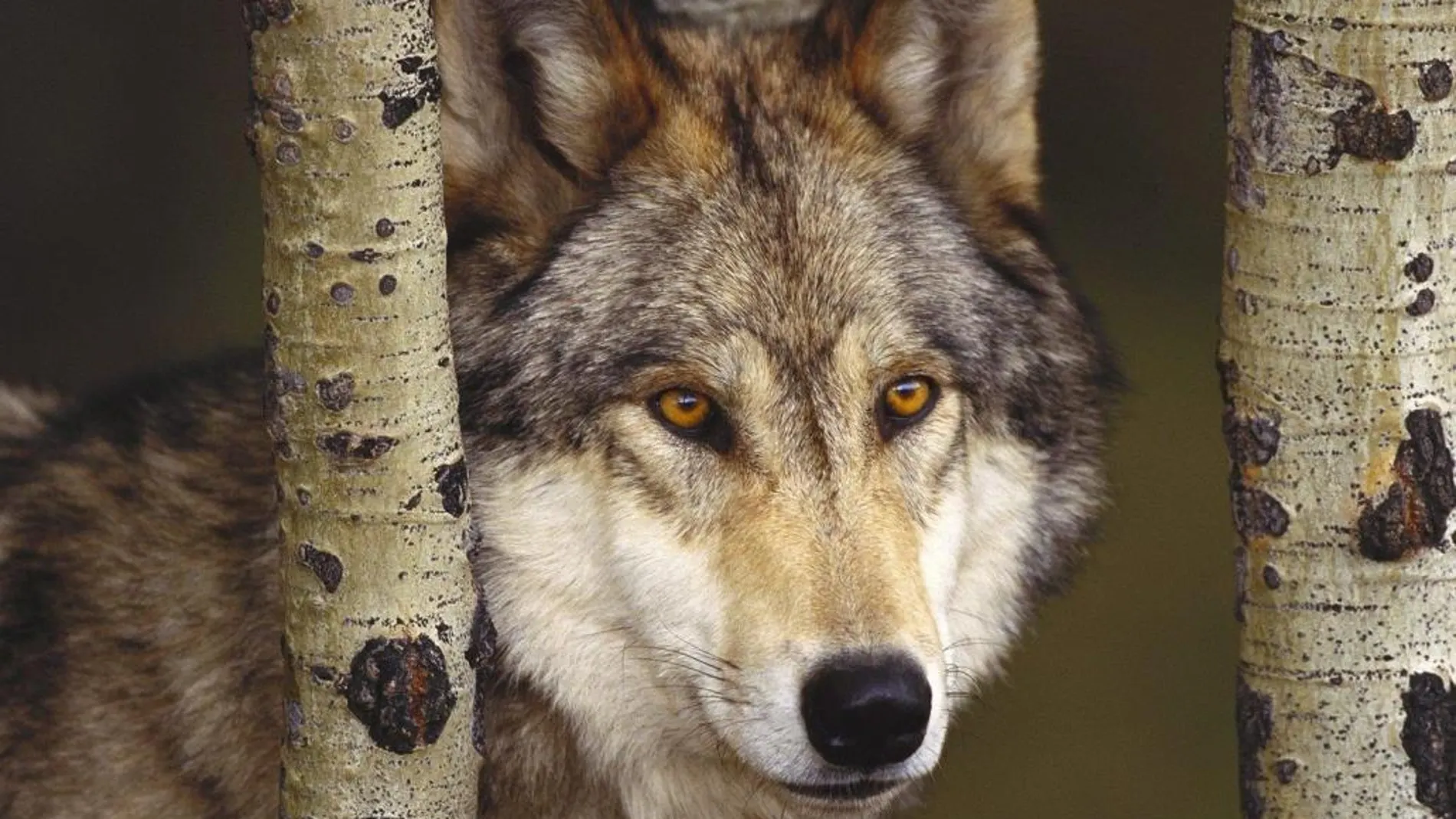 Éxodo rural y conservacionismo, bazas para la recuperación del lobo ibérico
