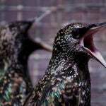 Mudar el plumaje puede ayudar a los pájaros a lidiar con los contaminantes ambientales. / Margaret Whitney