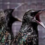  Las dos especies de ave que burlan la contaminación