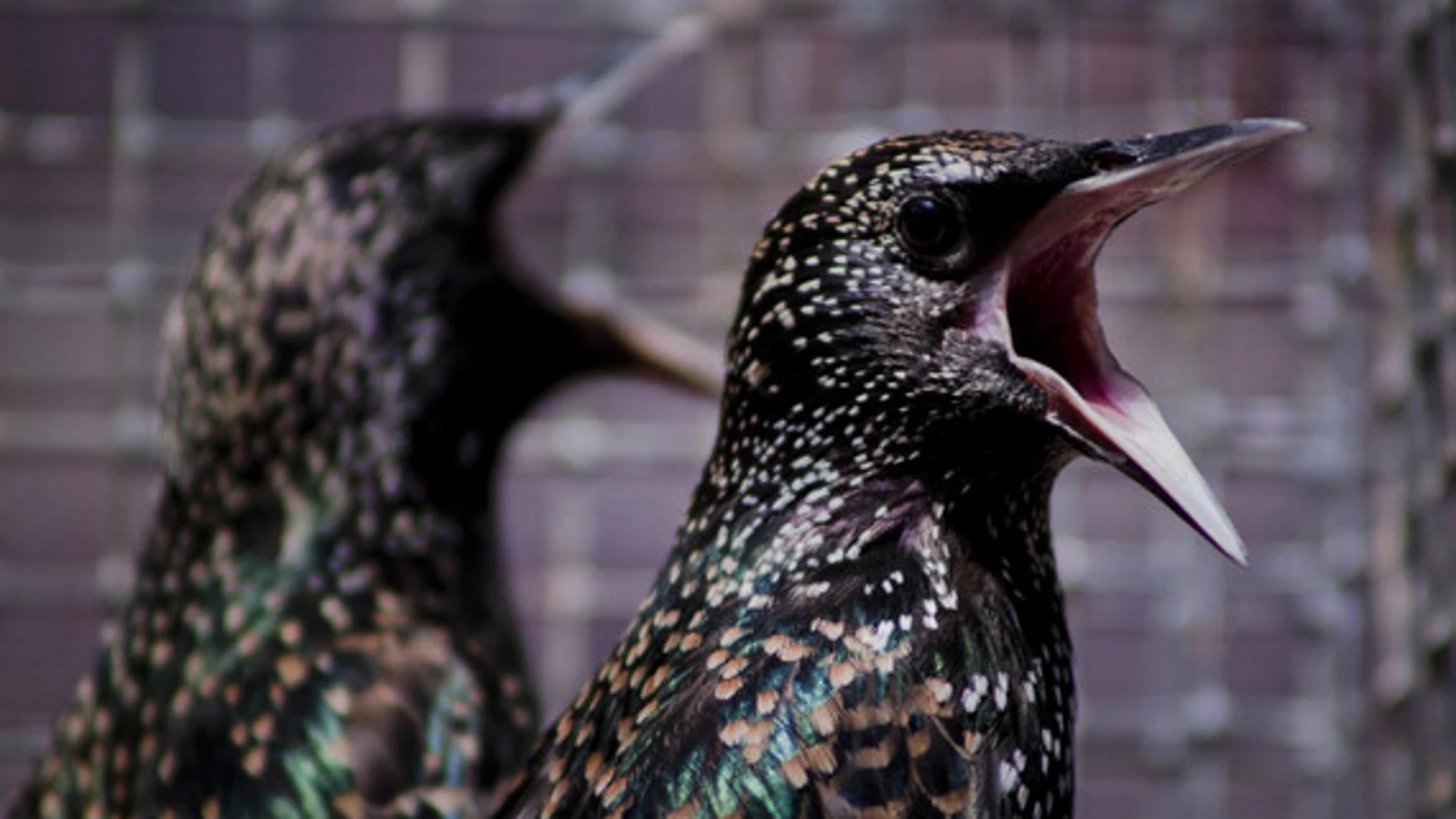 Mudar el plumaje puede ayudar a los pájaros a lidiar con los contaminantes ambientales. / Margaret Whitney