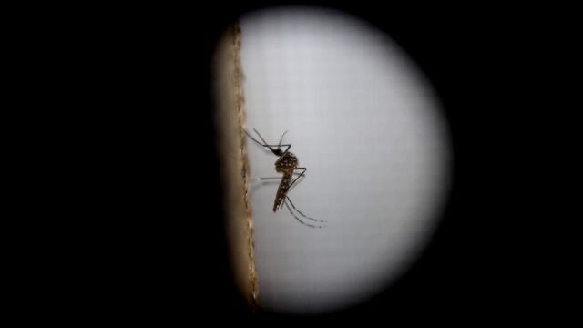 El mosquito de la variedad «Aedes aegytpi», el cual transmite el virus del zika, dengue y chikungunya