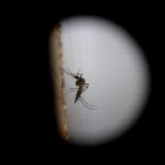 El mosquito de la variedad «Aedes aegytpi», el cual transmite el virus del zika, dengue y chikungunya