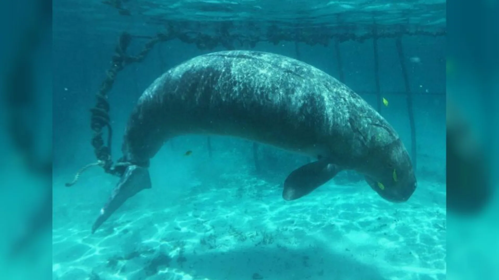 Denuncian a un pescador por mantener durante semanas a dos animales marinos amarrados en jaulas