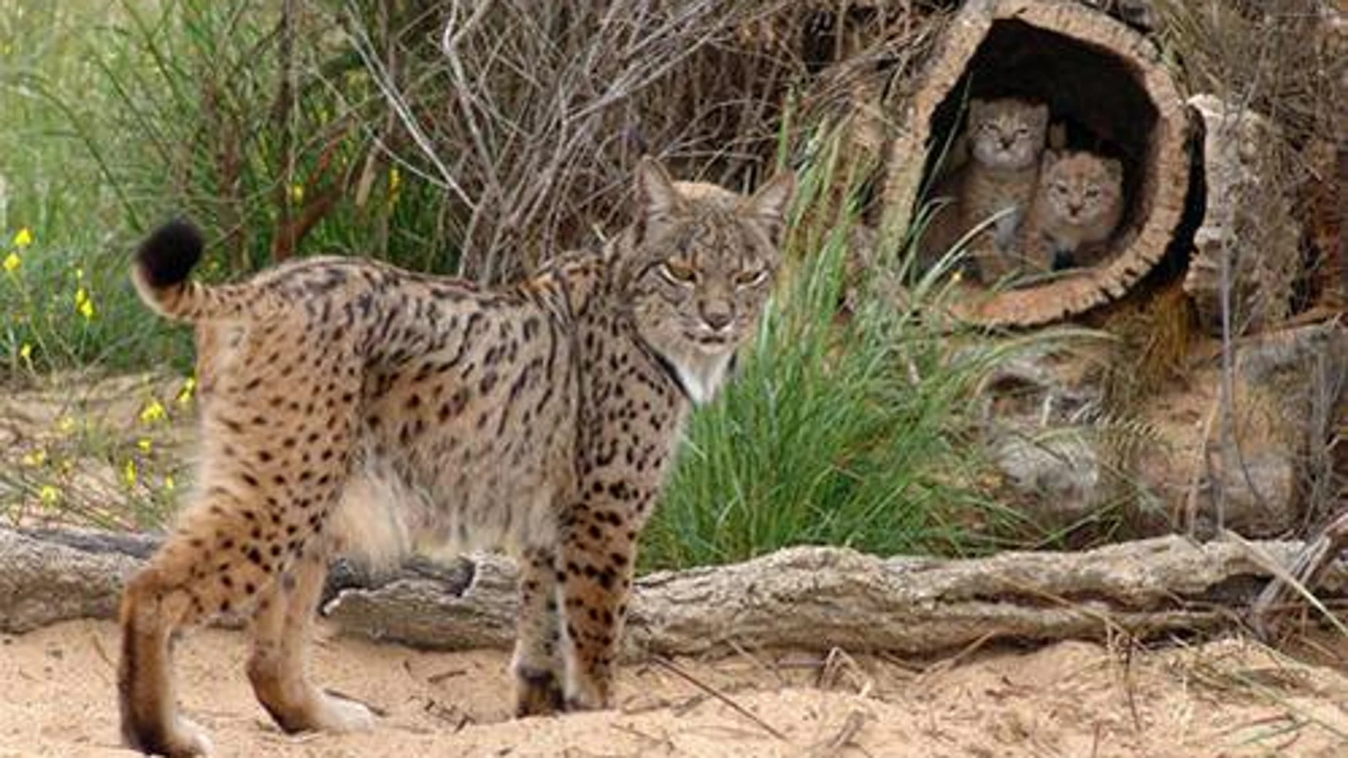 Un ejemplar de lince ibérico muere atropellado en Badajoz