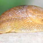 Una babosa de la especie Arion subfuscus