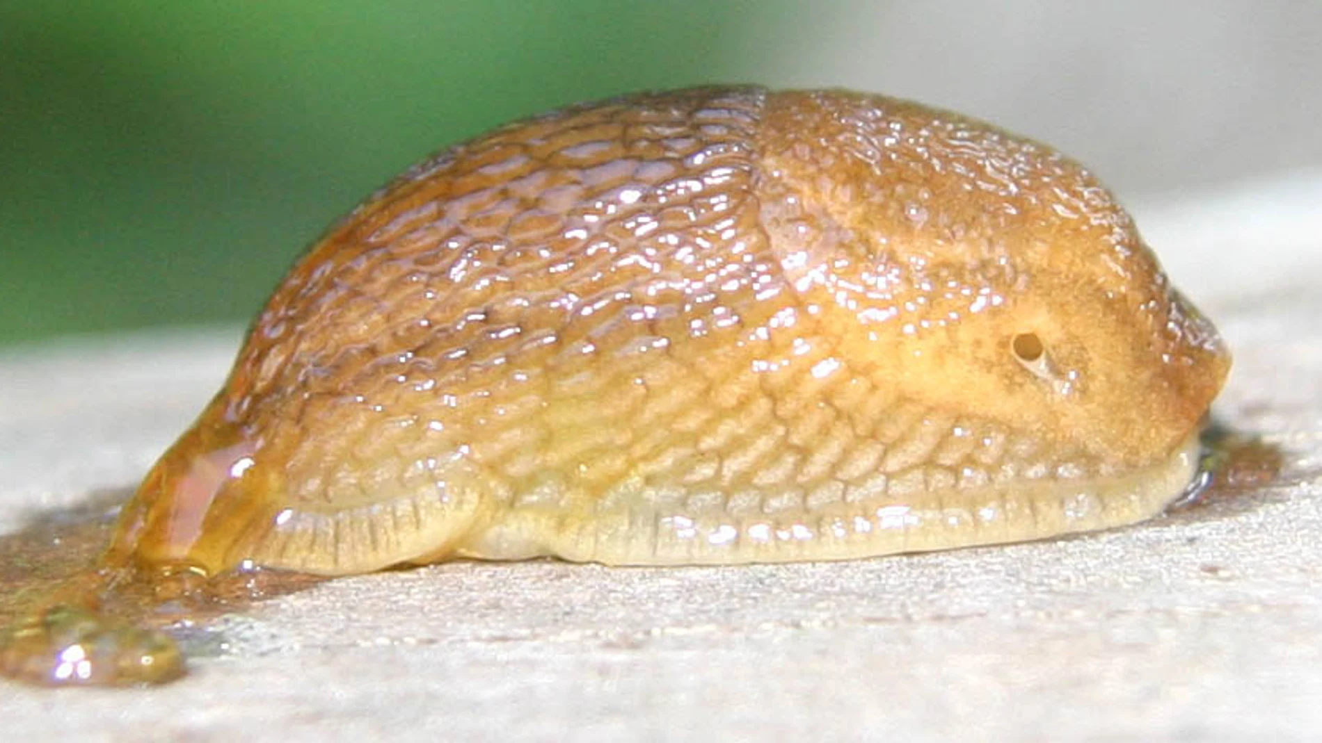 Una babosa de la especie Arion subfuscus