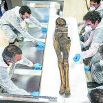 El Museo Arqueológico acoge desde ayer la momia guanche del Barranco de Herques.