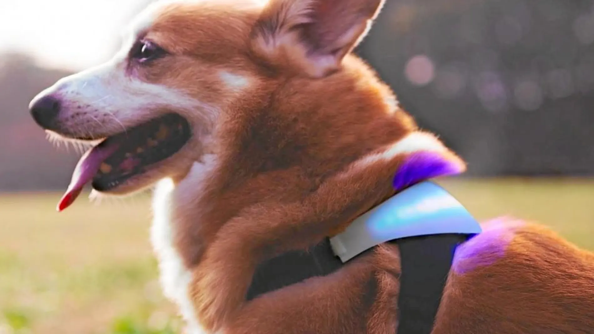 La tecnología puede ayudarnos a conocer las emociones de nuestras mascotas registrando sus constantes vitales