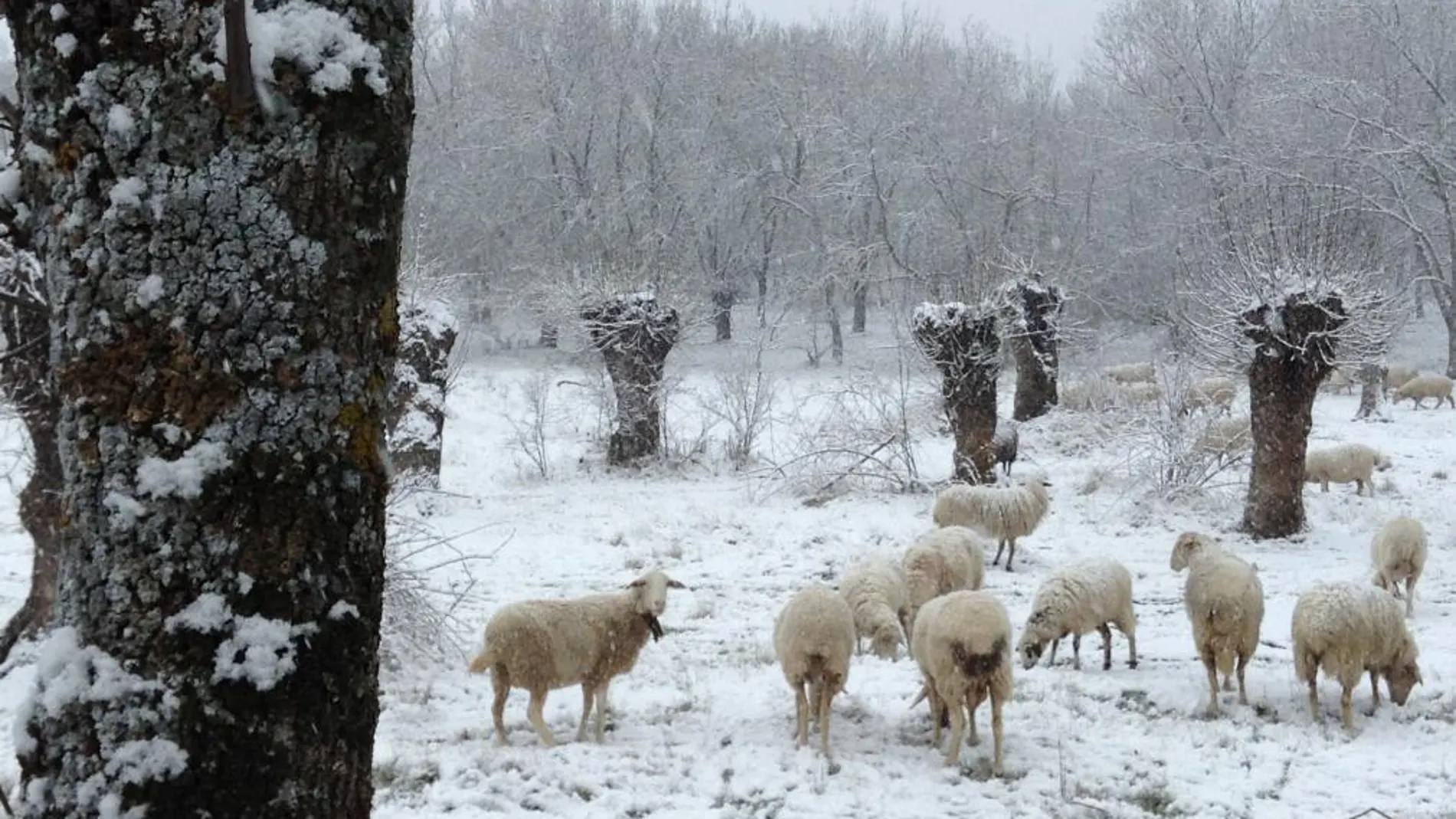La sierra madrileña ha amanecido cubierta de nieve