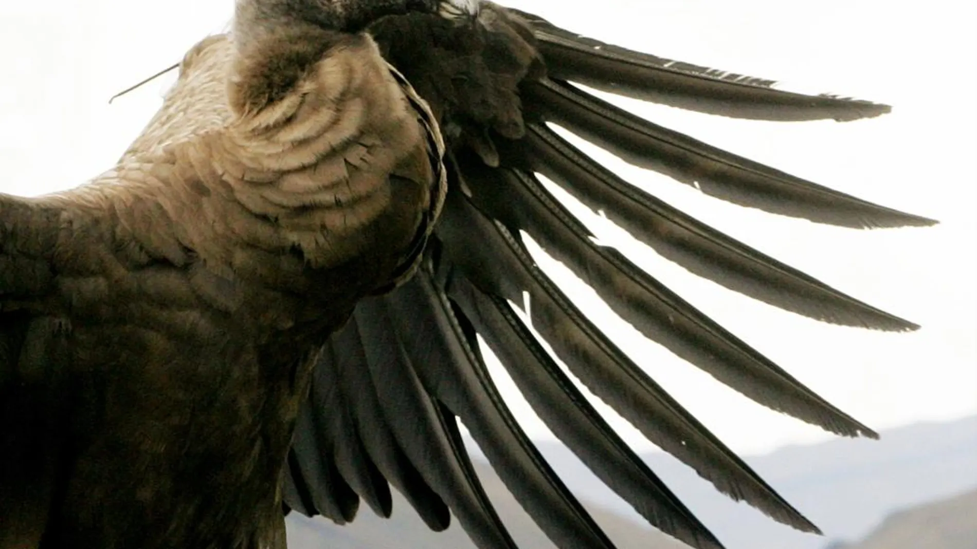 Detalle de las alas de un cóndor