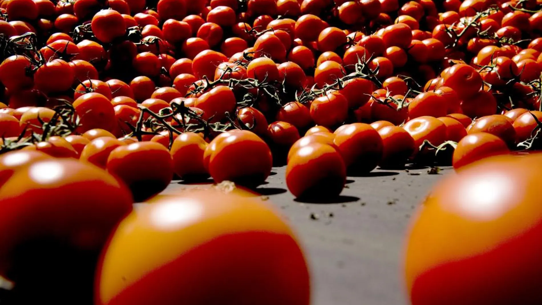 El tomate puede prevenir hasta un 59% el riesgo de ictus