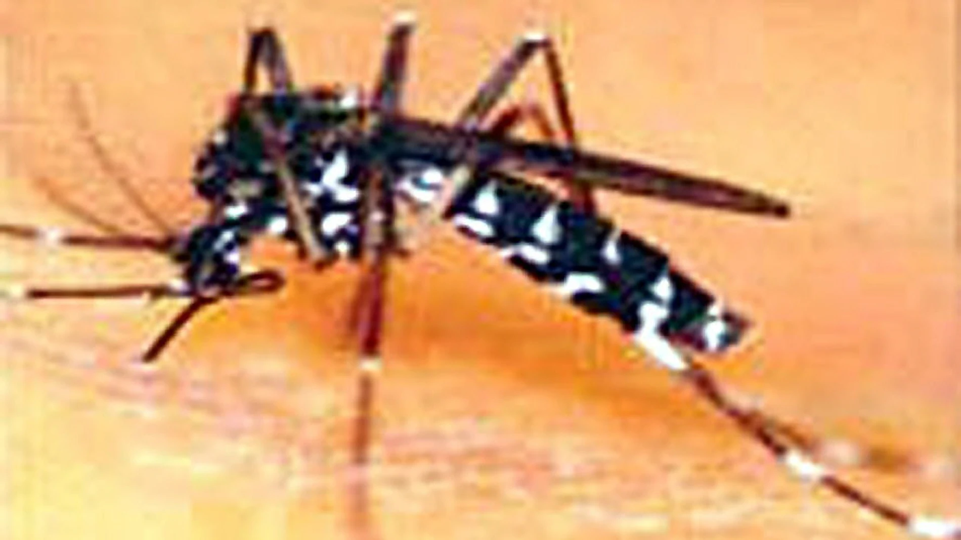 El mosquito tigre mide 5 milímetros, es negro con rayas blancas, vive en zonas con agua, pica sólo de día y su aguijón puede atravesar la ropa