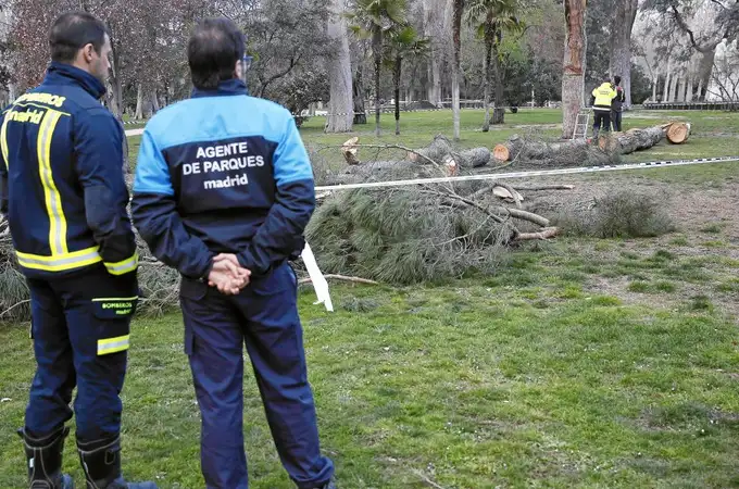 Cae un árbol de más de 20 metros en El Retiro sin causar heridos