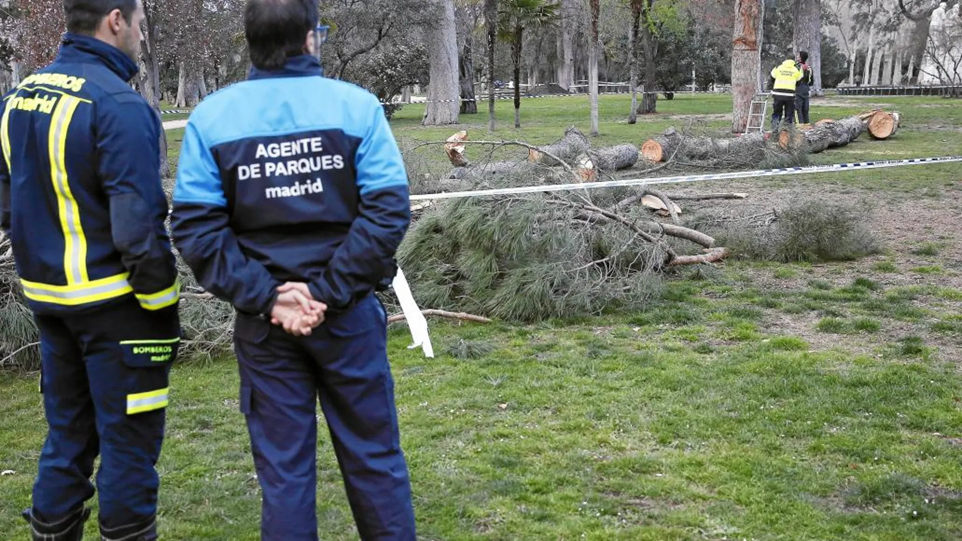 El derrumbe del pino se produjo cerca del Paseo de Coches, ante la mirada de varios visitantes al parque