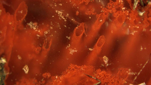 EL fósil está formado por filamentos diminutos y tubos formados por bacterias