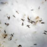 OMS calcula que se necesitan 56 millones de dólares para afrontar el zika