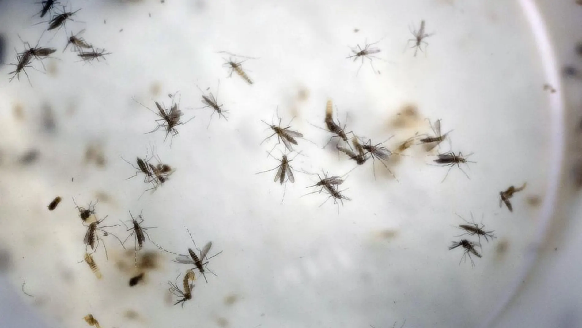 OMS calcula que se necesitan 56 millones de dólares para afrontar el zika