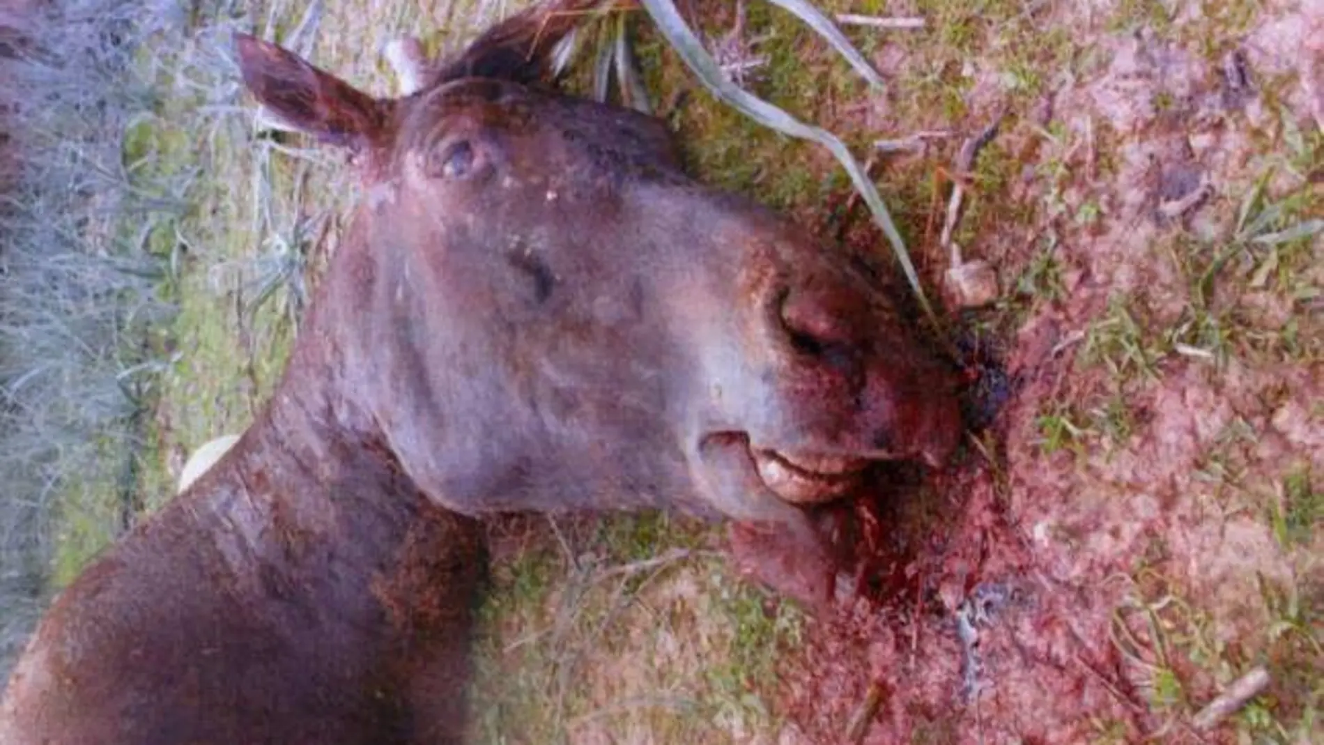 El caballo fue matado a palos tras un mal resultado en una carrera en Manacor