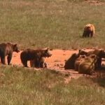 En el parque de Cabárceno viven en semilibertad más de 80 osos